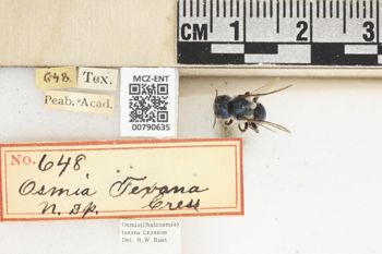 Media type: image;   Entomology 790635 Aspect: Labels